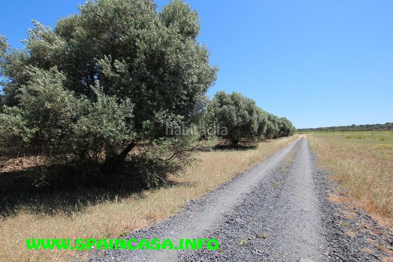 Foto 56881413-c4f0-4a34-a316-f5f818589096. Finca rústica a Núcleo Urbano Aljaraque