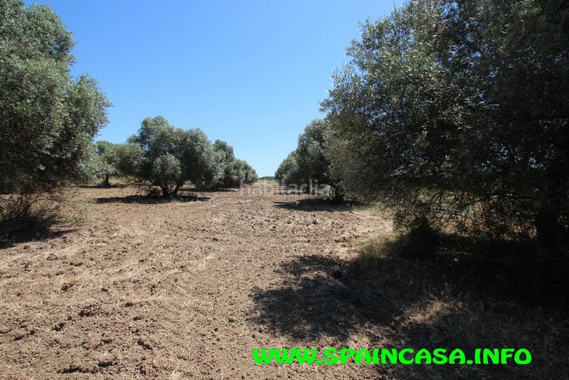 Foto 9395eeb6-f680-420f-bce0-d667eb025e64. Finca rústica a Núcleo Urbano Aljaraque