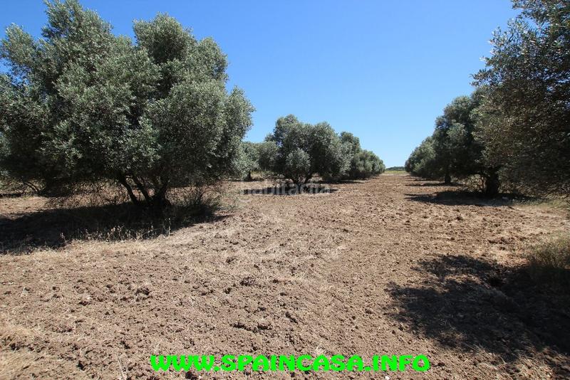 Foto a0b1fd84-743c-42c3-94f7-5a0a9a6164b7. Finca rústica a Núcleo Urbano Aljaraque