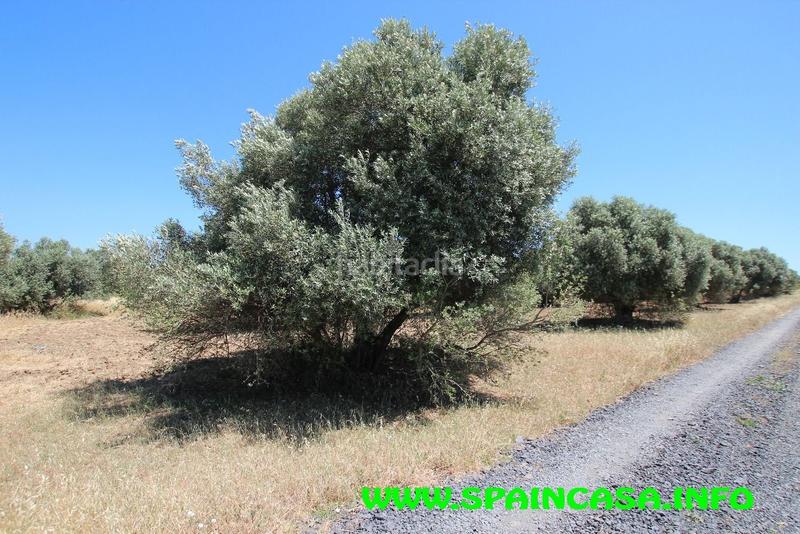 Foto b30e7a89-ae02-4703-85f4-f8f88db375a5. Finca rústica a Núcleo Urbano Aljaraque