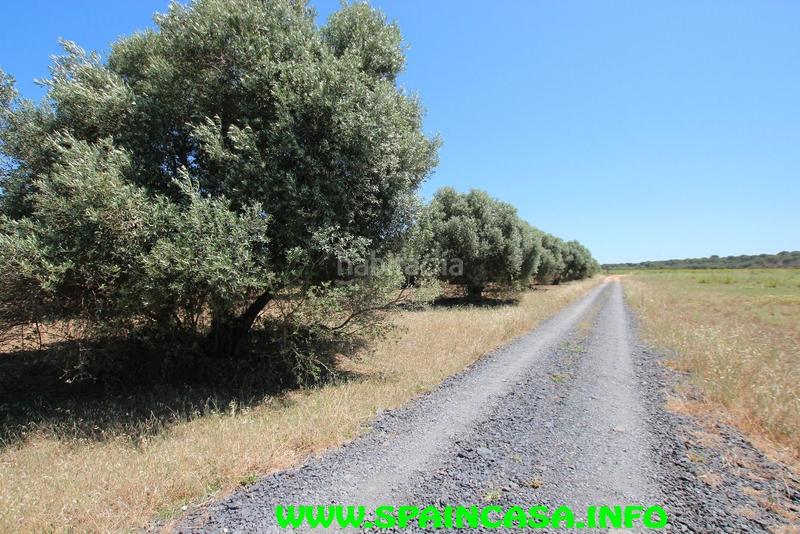 Foto d2cfecd4-0a35-4252-85f9-a15253bea342. Finca rústica a Núcleo Urbano Aljaraque