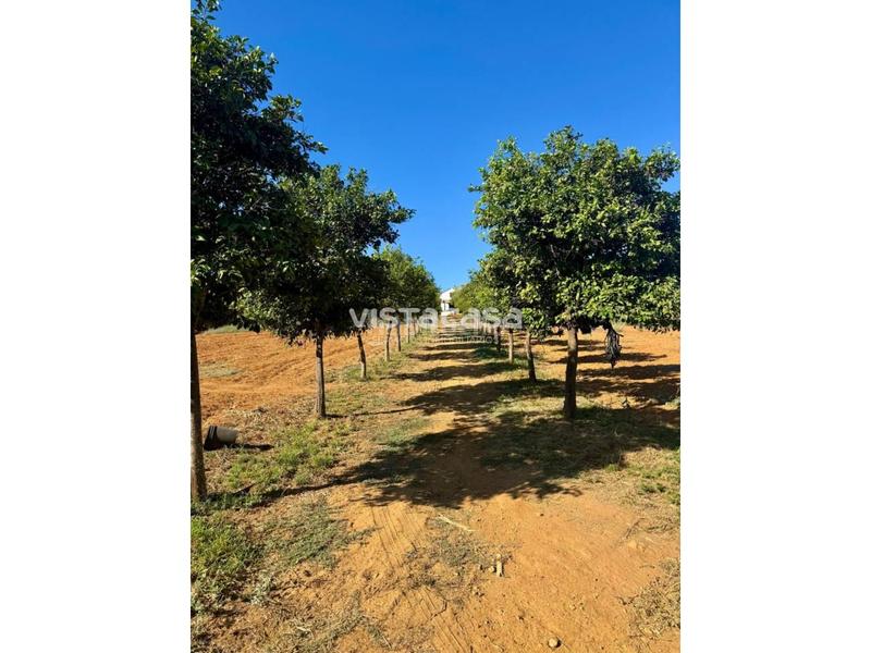 Foto 3b0764b9-cf36-4769-bbf0-b4fb9e62d49d. Propriété dans Mairena del Alcor