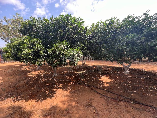 Foto 0a61a1a7-92ba-44b0-ba54-7005a4205f36. Masia a Carmona