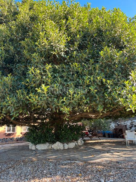 Foto fb84d1b3-b8a5-44af-ba82-2c9d1c78c968. Masía en calle cáceres 23 en Cártama