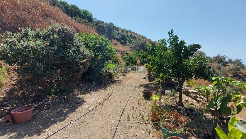Foto fb1f6fa5-448e-4b28-97ef-3366ca0f4a96. Masía casa de campo en venta , 3 dormitorios. en Torrox pueblo Torrox