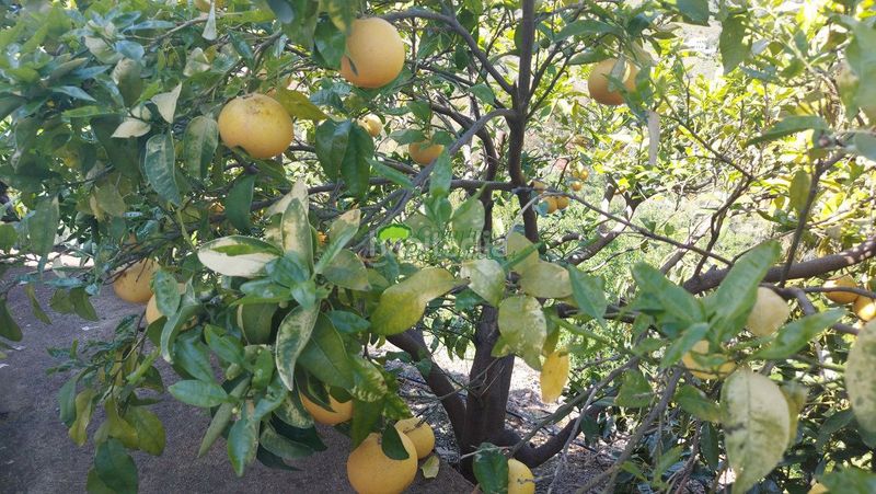 Foto 21ad6dac-3c19-4714-adab-5436a9fcfbf9. Masía casa de campo en venta , 4 dormitorios. en Torrox pueblo Torrox