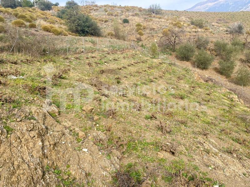 Foto 72875274-d593-45c9-98e3-877a6732f205. Masia a Canillas de Aceituno