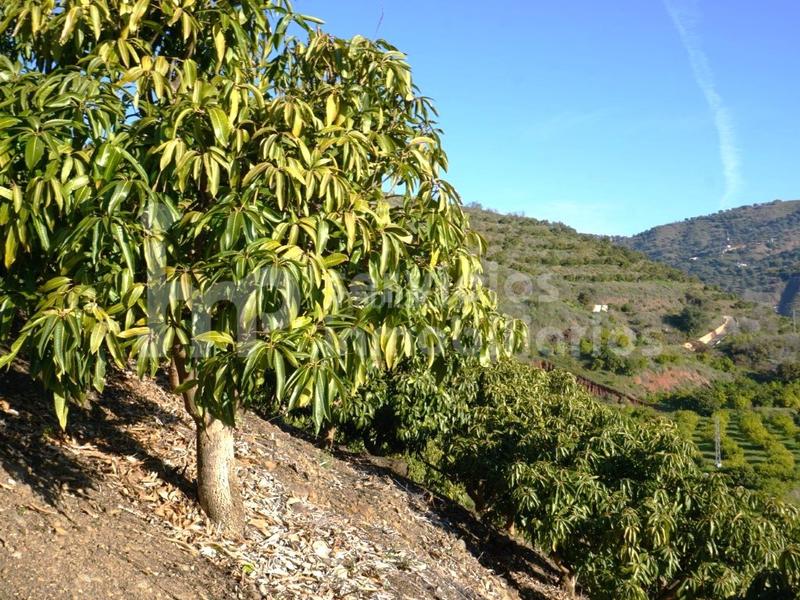 Foto 73cf4274-b333-4072-8d00-4743fbfded72. Fondo rustico in Cútar