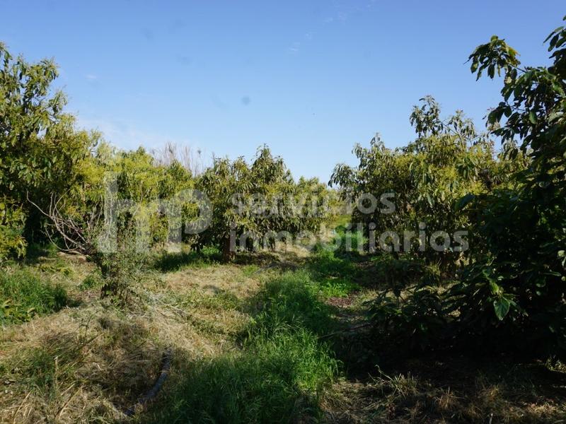 Foto 20b6d0fc-bed8-4e92-8d1a-bee0f9229104. Terreno residencial finca regadío de aguacates en producción en Vélez - Málaga