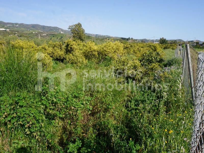 Foto 3f444721-30aa-489e-a9bc-ea8d4c4a62b7. Terreno residencial finca regadío de aguacates en producción en Vélez - Málaga