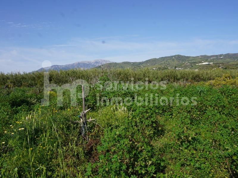 Foto 5fc8e9ff-e231-45e1-868e-e842860e519f. Terreno residencial finca regadío de aguacates en producción en Vélez - Málaga