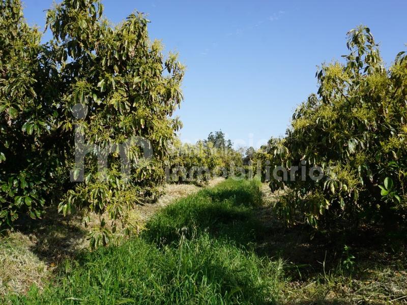 Foto 8834d847-4dd7-4a20-a567-7a64e562f3fb. Terreno residencial finca regadío de aguacates en producción en Vélez - Málaga