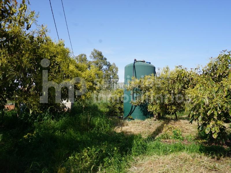 Foto b15bbd61-66d7-4e28-8841-5cd186f9c695. Terreno residencial finca regadío de aguacates en producción en Vélez - Málaga