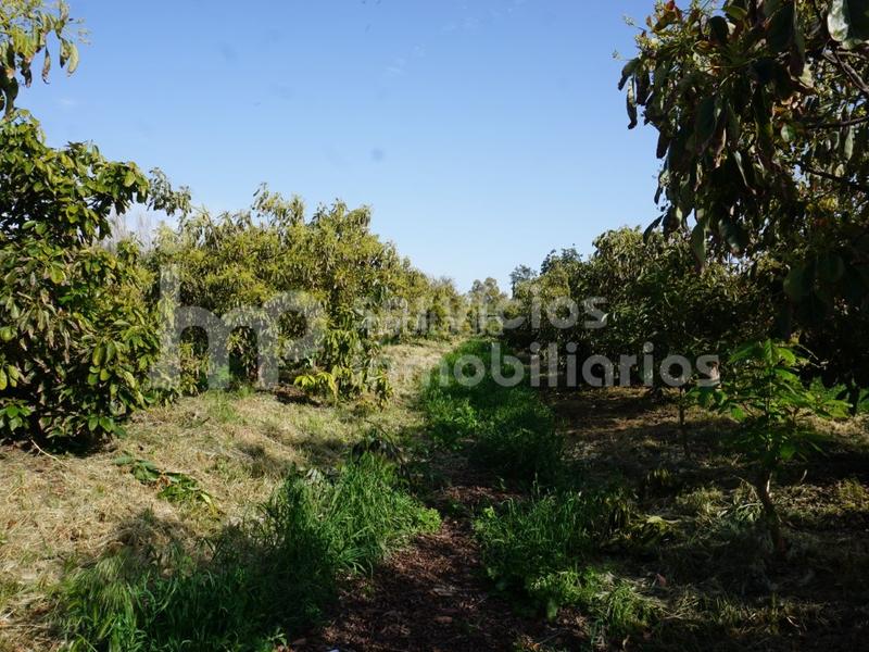 Foto b76c8916-681d-4046-9b6e-5847cb2bba96. Terreno residencial finca regadío de aguacates en producción en Vélez - Málaga