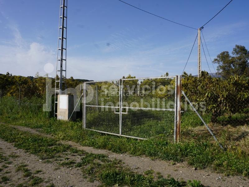 Foto d7f8d062-1d2b-4a57-95a8-6664655ab968. Terreno residencial finca regadío de aguacates en producción en Vélez - Málaga