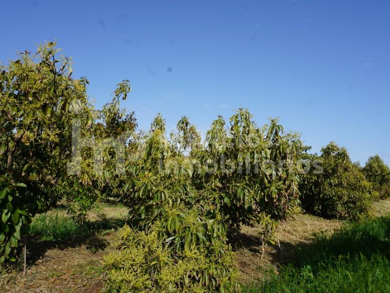 Foto f49dbc7e-ed1b-4b6e-a998-7663e0f3a977. Terreno residencial finca regadío de aguacates en producción en Vélez - Málaga