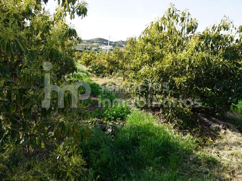 Foto fc3ce7f8-5a0a-4ae3-ad1c-a2853ea6975c. Terreno residencial finca regadío de aguacates en producción en Vélez - Málaga