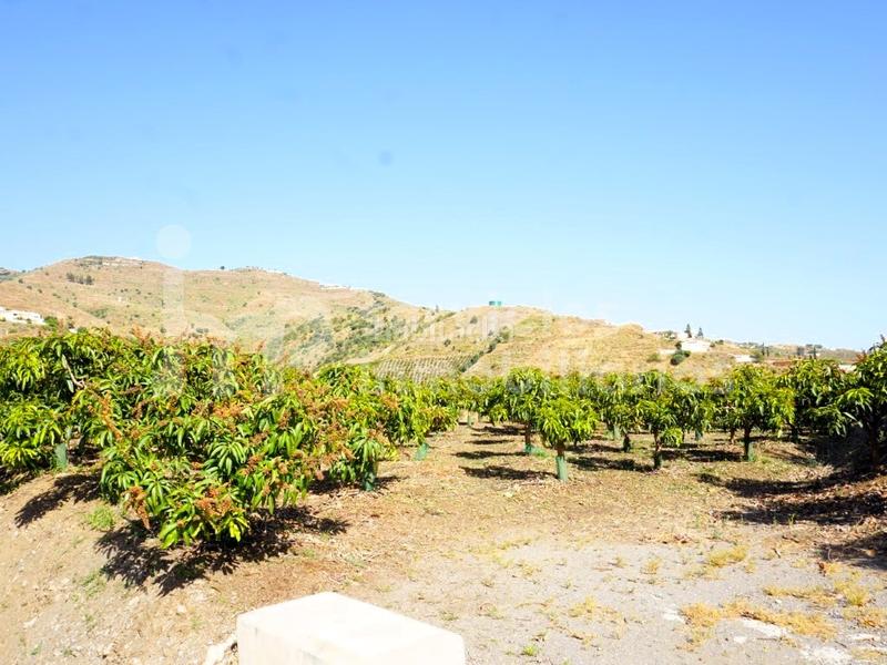 Foto 34b9523e-bcfd-4183-b03b-dc8effa5b219. Masia amb aparcament a Centro Histórico Vélez - Málaga