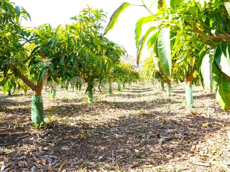 Foto 38f3422b-bc79-4443-964d-2aefc155da36. Masia amb aparcament a Centro Histórico Vélez - Málaga