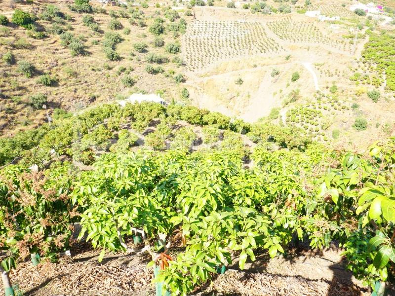 Foto 393f4ba1-0c28-41ec-aed1-6c511c9cf90d. Masia amb aparcament a Centro Histórico Vélez - Málaga