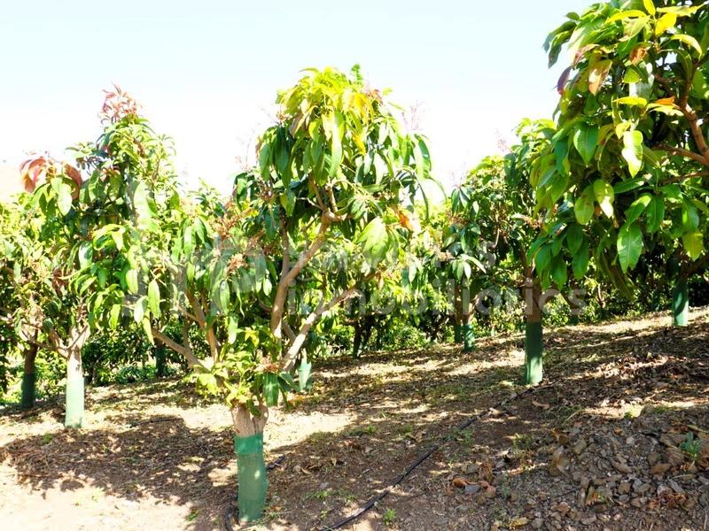 Foto 89ce3acc-0049-46b4-b6a9-f3d2f4523558. Masia amb aparcament a Centro Histórico Vélez - Málaga