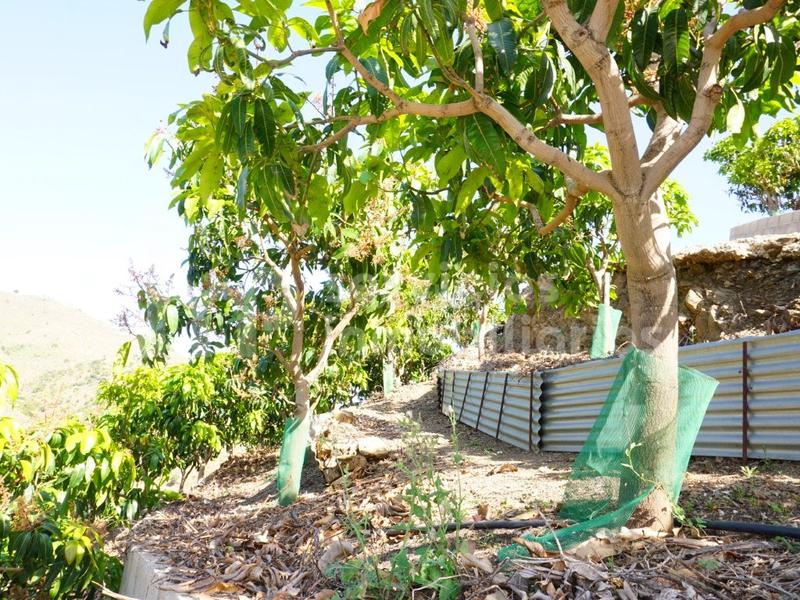 Foto c630e4d0-b3fc-472e-8758-6eae4906c7d2. Masia amb aparcament a Centro Histórico Vélez - Málaga