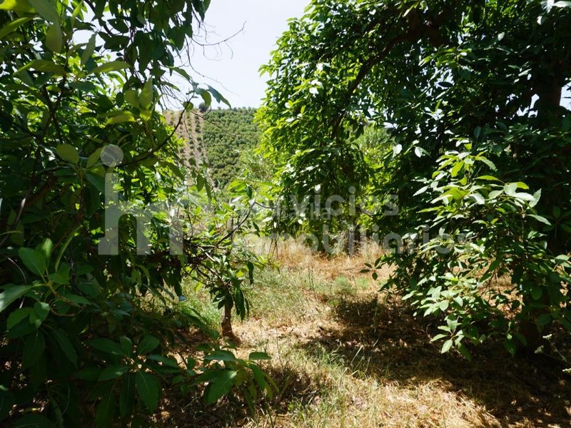 Foto 26ff44ad-d253-4646-aaf4-439d8aff623f. Finca rústica a Cútar