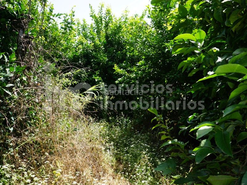 Foto cc0cc0b0-a2b1-497b-a60e-cc4a8b4dd0a3. Finca rústica a Cútar