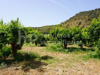 Maison  Barrio zubia la. Finca producción de limones