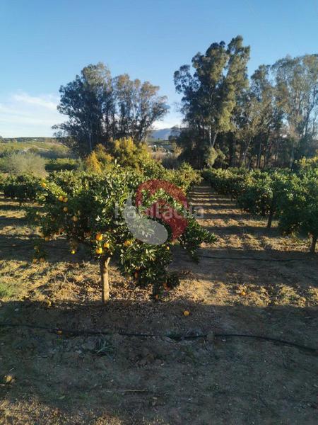 Foto e7916838-f59d-4a0f-87d9-c9cc78ebcd66. Finca rústica a Cártama