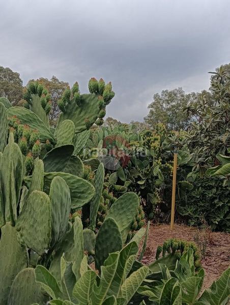 Foto 27ba5c35-0904-45bb-b4d8-94936463b83f. Terreno residenziale in Cártama