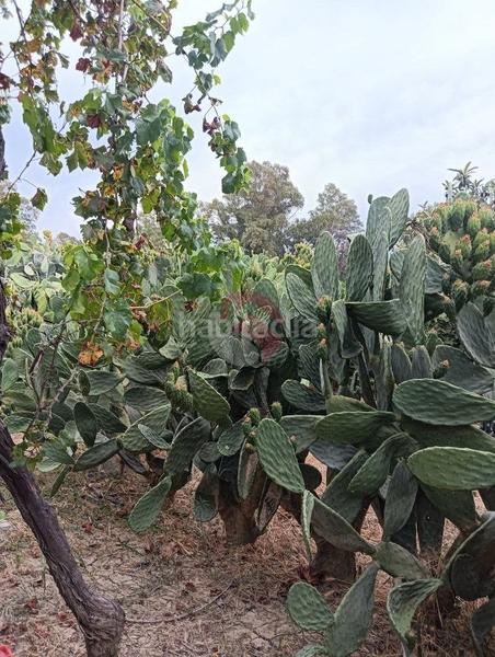 Foto 62f76f80-505d-495e-8cf5-07ca7997a5f7. Terreno residenziale in Cártama