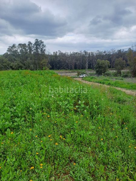 Foto e2244b99-2eec-44dc-a668-475a8e3226d5. Finca rústica a Casalpalma - Fahala Cártama
