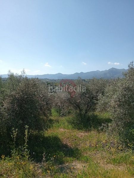 Foto 165736b8-f5fe-4e24-8c4d-f13527e3ebf9. Finca rústica a Alquería-Torrealquería Alhaurín de la Torre