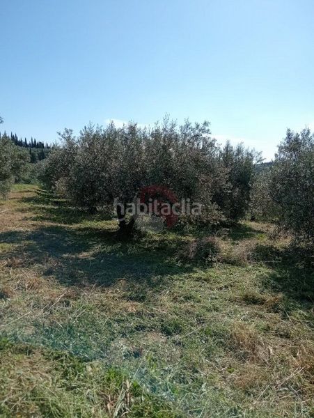 Foto 63752647-b9f3-4822-95f9-e9a3110ecf3a. Finca rústica a Alquería-Torrealquería Alhaurín de la Torre