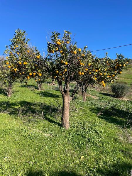 Foto 0fc80bac-8fb5-4e03-982b-6a03c31a7449. Terrain résidentiel dans poligono 11 dans Huétor Tájar