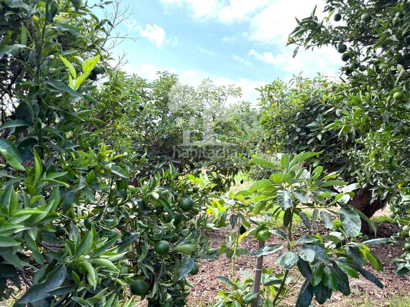 Foto 355fdfac-4bcb-41c9-b2e5-e3a84b7931f1. Landgut in Los Tablones - La Garnatilla Motril