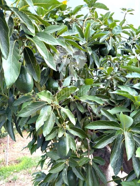 Foto 4530991f-137c-490f-b79a-838b2c49be5c. Landgut in Los Tablones - La Garnatilla Motril