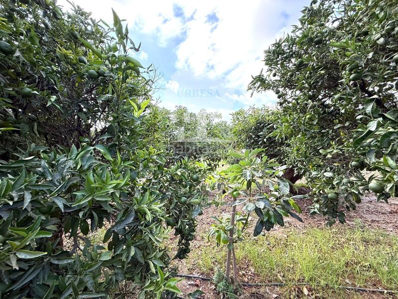 Foto 6a43fcd9-dea4-44d2-9cce-b410ebdc5c40. Landgut in Los Tablones - La Garnatilla Motril