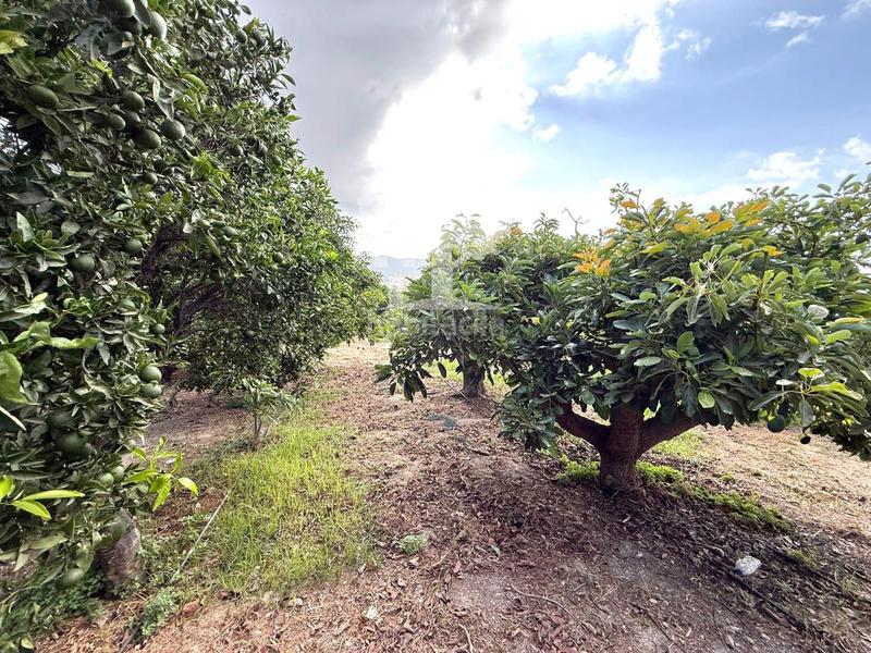 Foto bae0a068-4387-4ed3-b341-8b5d3d1bc314. Landgut in Los Tablones - La Garnatilla Motril