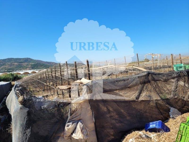 Foto d1dcd356-4ecc-436b-b4c8-7cc9ba26edd8. Fondo rustico in Motril ciudad Motril
