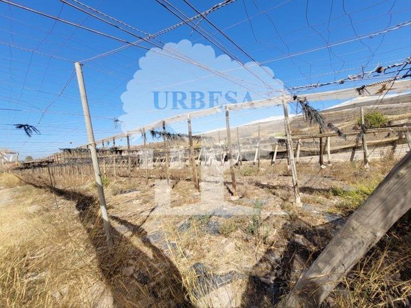 Foto dcdb9ec7-fd44-4306-9cca-f5f5599de833. Fondo rustico in Motril ciudad Motril