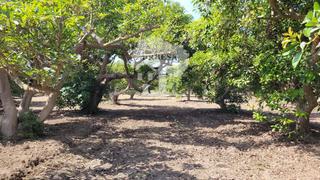 Finca rústica a Torrenueva. Finca de 42 marjales de aguacates en producción, en zona del par