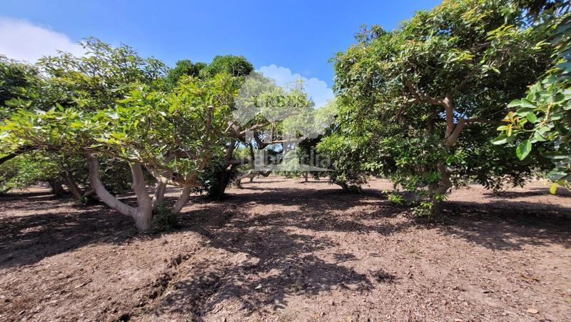 Foto 31368261-eccf-46c3-a858-a5e1886ec862. Propriété dans Torrenueva Motril