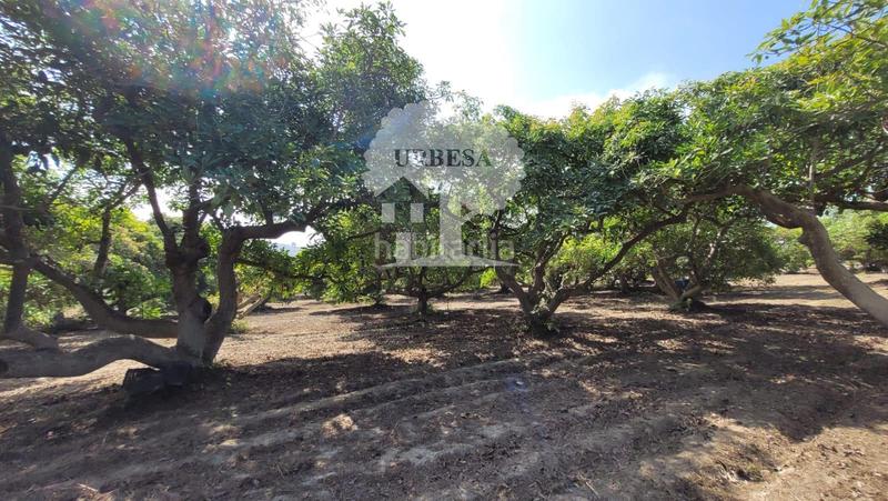 Foto 483db860-1d66-49de-bf40-6d20f719374d. Propriété dans Torrenueva Motril