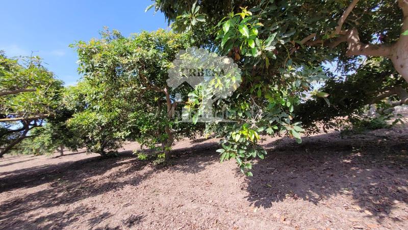 Foto 64f26d8d-7eab-41be-bf17-9c83a95c7da9. Propriété dans Torrenueva Motril