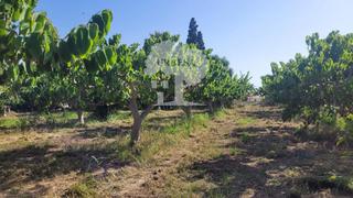 Finca rústica  Chafino. Finca de  2784m2 de  chirimoyos en plena producción, totalmente