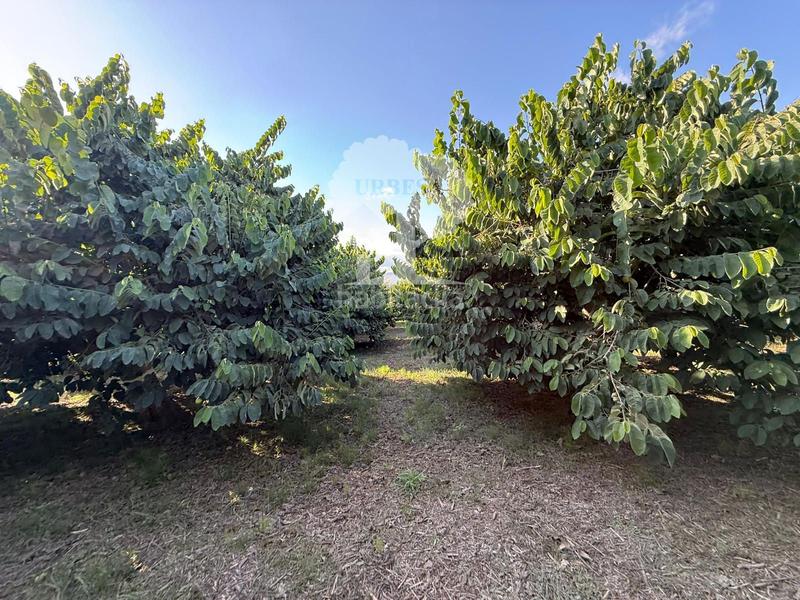 Foto 05c72b89-43b0-446c-9d0d-b6fbaded9ad2. Rural plot in Motril ciudad Motril