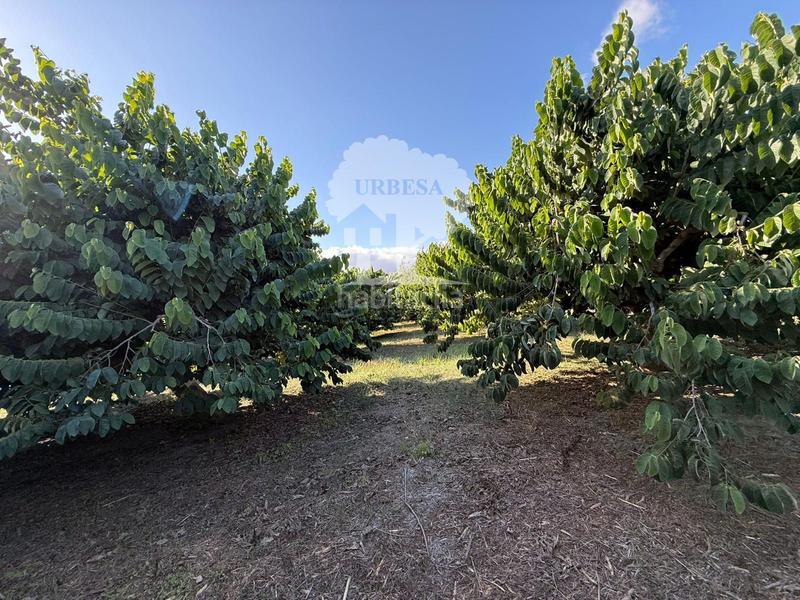 Foto 0b093a72-a53c-4360-9c0c-97261f971a96. Rural plot in Motril ciudad Motril