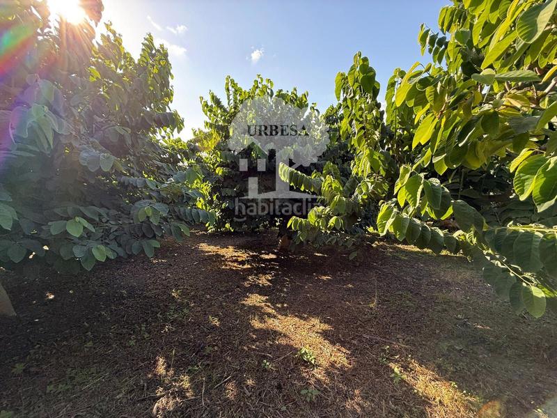 Foto 2be319cd-5a44-479b-a95e-f5ba5c93d4ae. Rural plot in Motril ciudad Motril